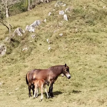 La Cabanina De Zuce